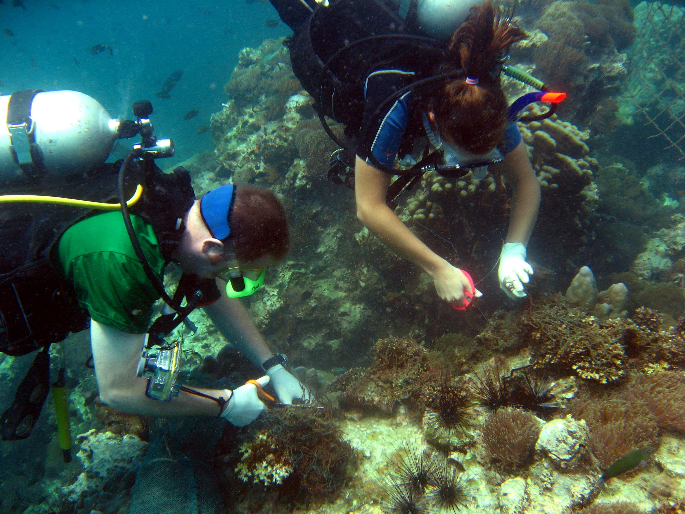 Two volunteers from Projects Abroad diving and collecting samples whilst they are on their marine conservation work in Thailand. Two volunteers are seen diving and collecting samples whilst on their marine conservation work in Thailand with Projects Abroad.